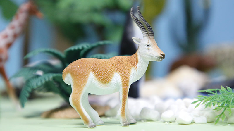 Animal Model